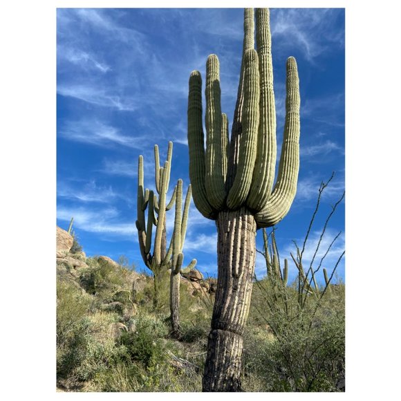 Meet your Posher, StylishDaisy - Picture 2 of 5